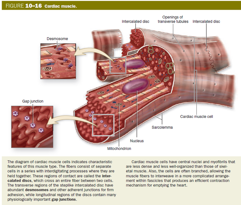 Muscle Tissue - Cardiac Muscle - purkinje fibers